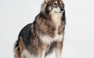 35 Photos of Mixed Dog Breeds For An Instant Mood Uplift