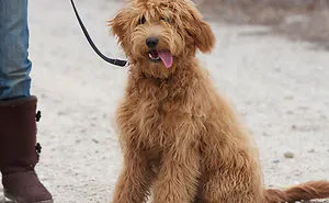 35 Photos of Mixed Dog Breeds For An Instant Mood Uplift