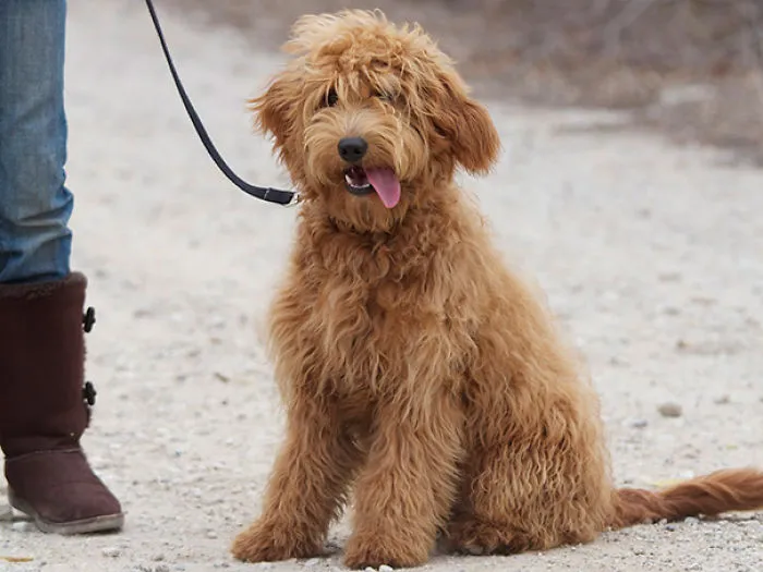 Goldendoodle (Golden Retriever + Poodle)
