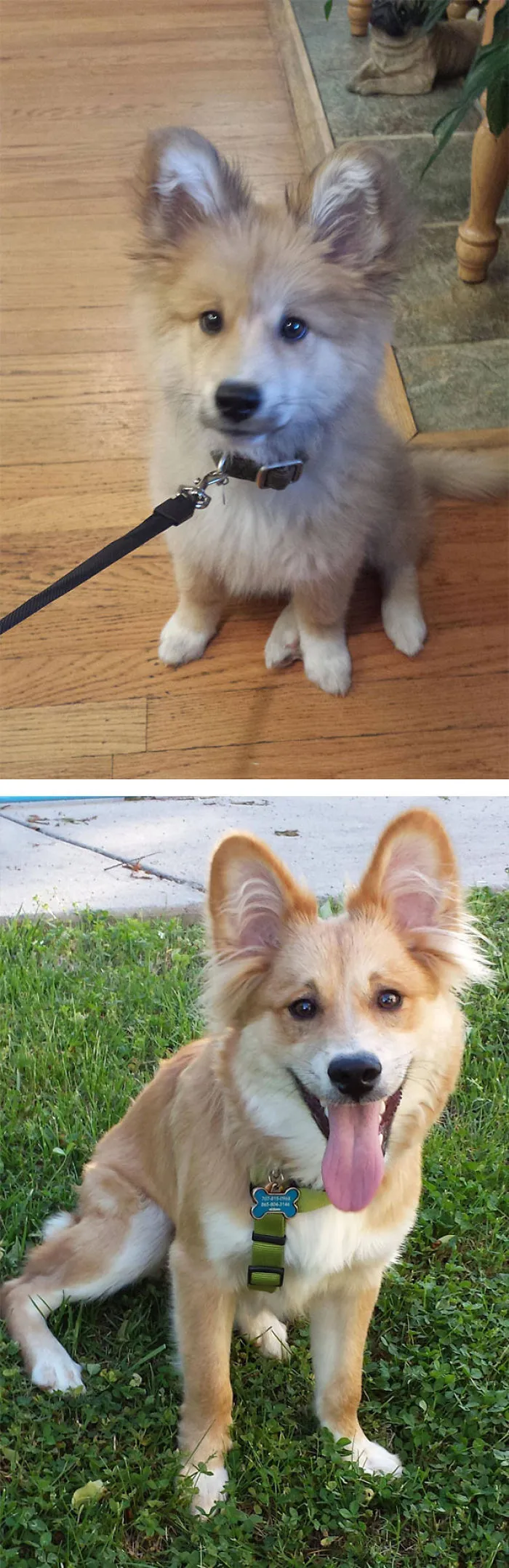 Gordie (Corgi + Golden Retriever Crossbreed)