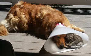 It's Nice To Have A Friend When You're Down