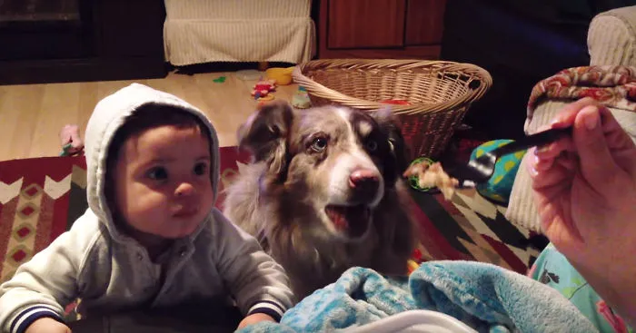 Mom Offers Baby A Treat If He Says 'Mama,' Dog Says It First