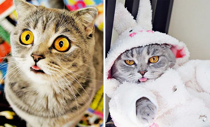 Ridiculously Cute Pics Of The 'Einstein' Cat Who Got Really Grumpy