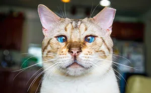 Cats Are Not Cold, They Have Emotions Just Like You