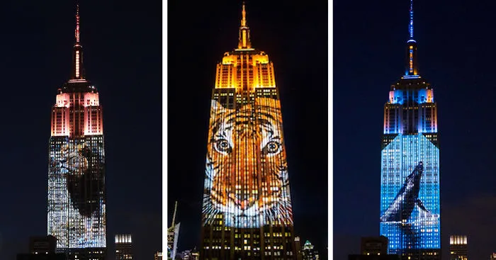 Cecil The Lion And 160 Endangered Animals Projected On Empire State Building
