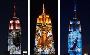 Cecil The Lion And 160 Endangered Animals Projected On Empire State Building