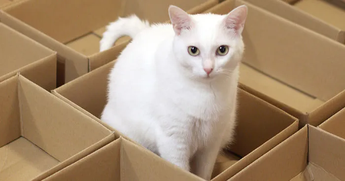 A Simple Way To Surprise Your Cat