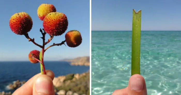 I Document The Scents Of Sardinia To Remember The Smells Of My Land