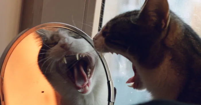 My Cat Yawns Every Time I Take A Picture
