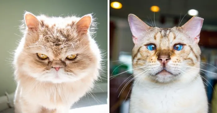 Cats Are Not Cold, They Have Emotions Just Like You