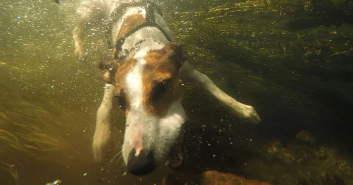 My Dog Maja Loves To Pull Things From The River Bottom