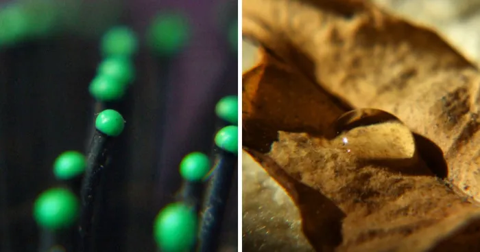 My Macro Pictures Of Random Objects