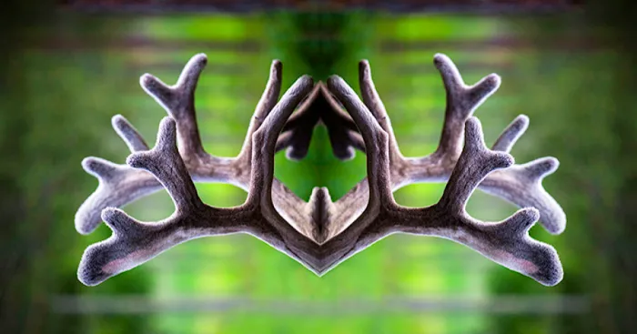 Mirrored Reindeer Antlers Create Psychedelic Figures