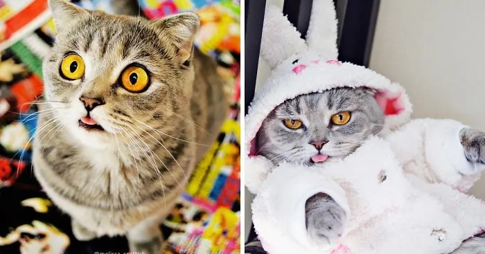 Ridiculously Cute Pics Of The 'Einstein' Cat Who Got Really Grumpy