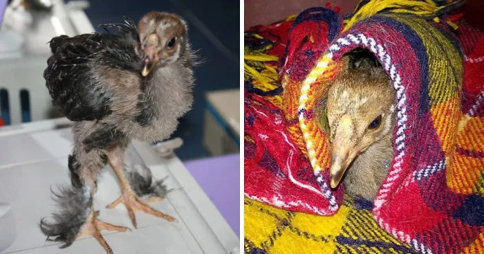 I Adopted A Chicken That Has A Message For The World