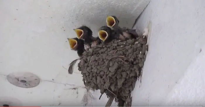 Miracle Of The Day Found Between Gray Blocks Of Flats