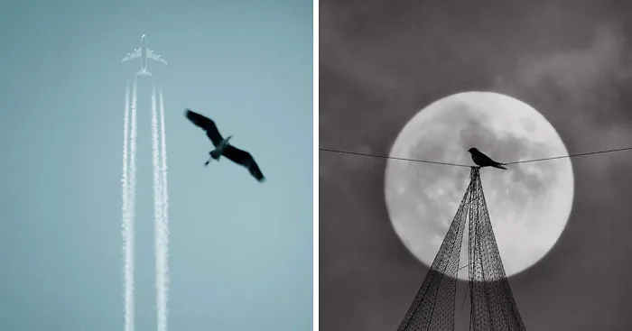 I Look For Art When I Go Birdwatching