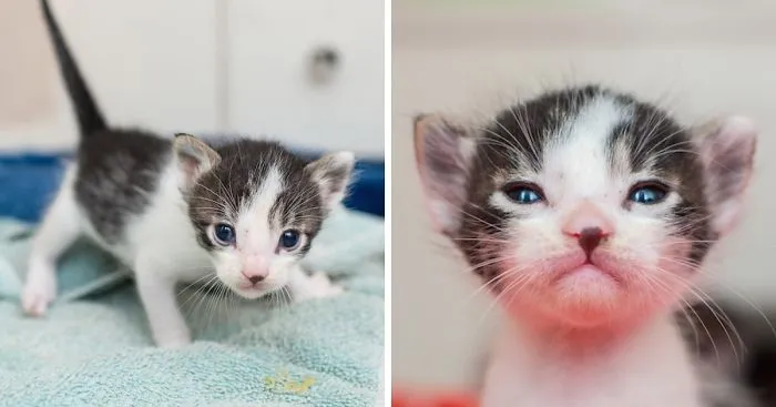 Every Day, I Photograph My Foster Cat And Her Kittens