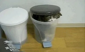 17 Moments When Trash Made Us Laugh (Cats And Otters Involved)