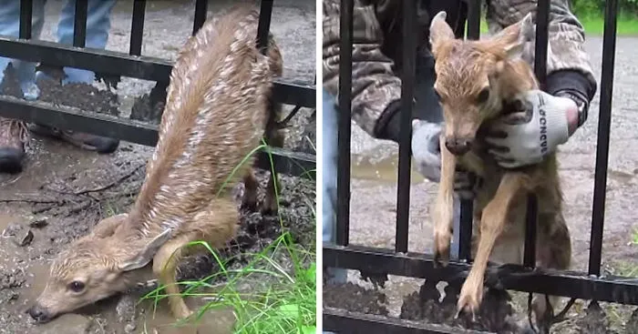 10 Heart-warming Gifs Of Humans Rescuing Animals That Will Restore Your Faith In Humanity