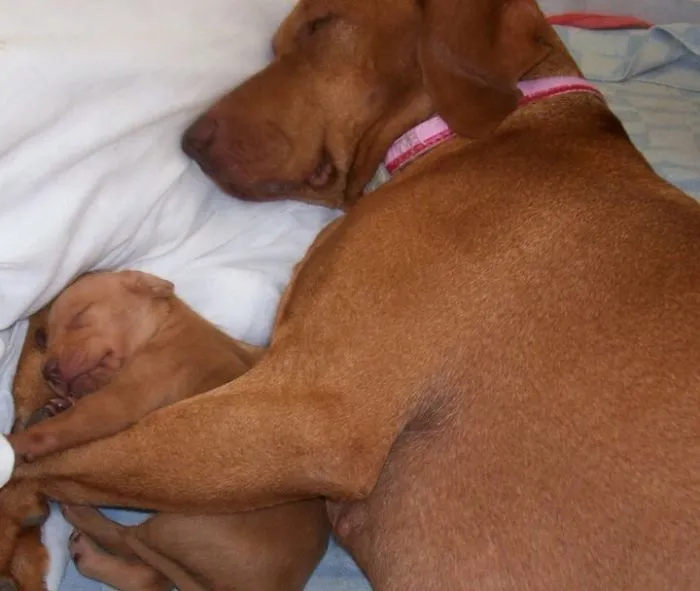 Our Beloved Lulu And Her Little Girl