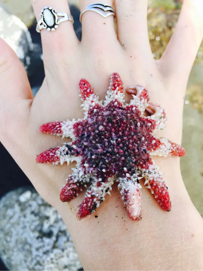 Rose Starfish Found In Homer Alaska