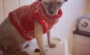 61 Cats Who Just Realized You Took Them To The Vet