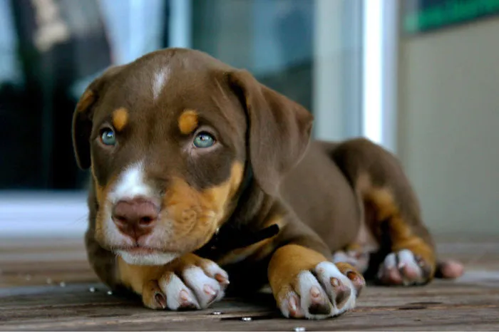 This Is Django, My Beautiful Dog When He Was 2 Months. He's Mix Labrador, Doberman And Boxer Breeds