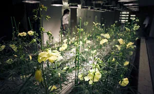 Japan Secret Urban Farming In The Heart Of Tokyo