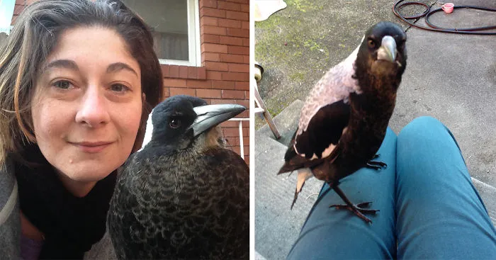 How A Magpie Saved Our Cat's Life And Brought Joy To Our Home
