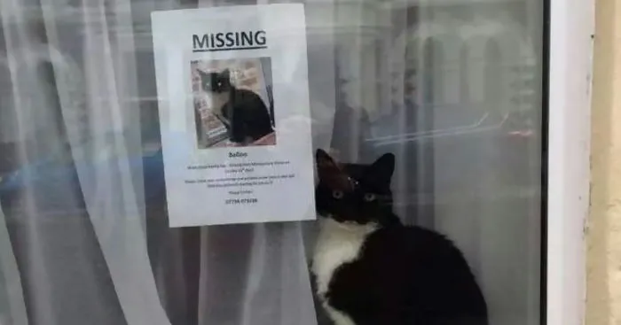 Missing Cat Found Near His Own "Missing Cat" Poster