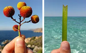 I Document The Scents Of Sardinia To Remember The Smells Of My Land