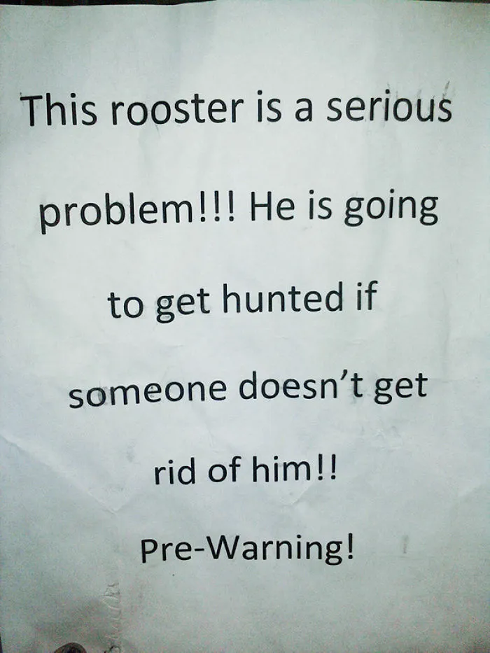 We Do Not Own A Rooster, Nor Have We Ever Seen Or Even Heard One