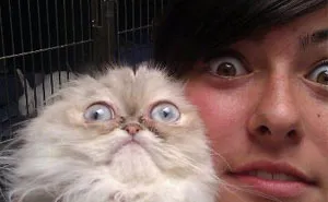 61 Cats Who Just Realized You Took Them To The Vet