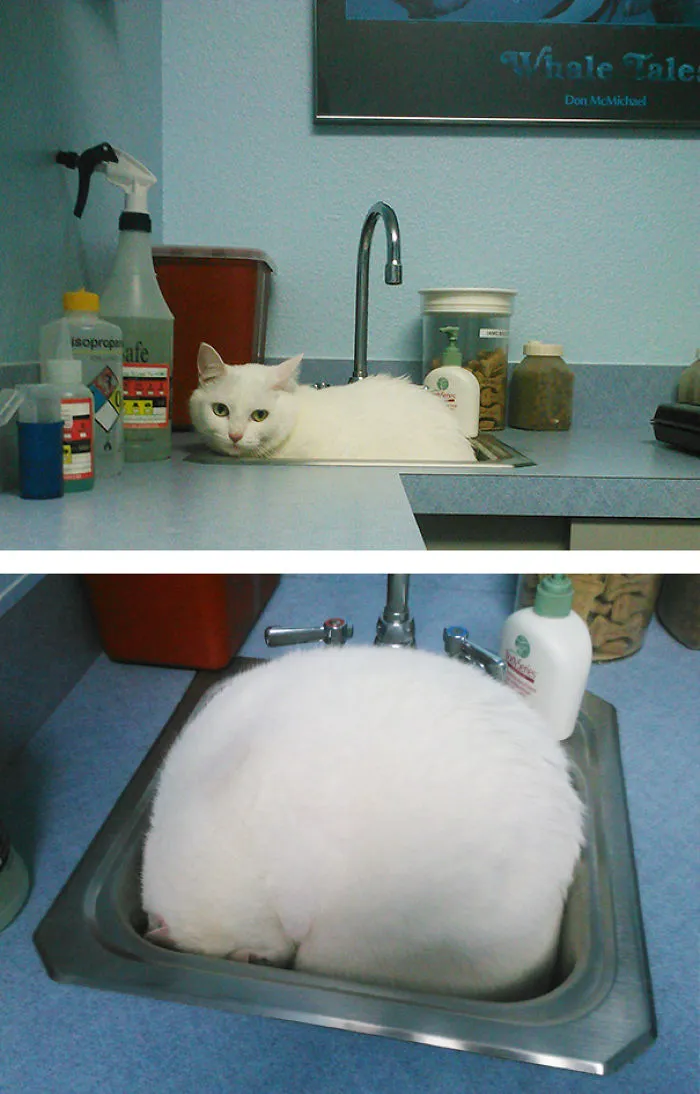 My Cat At The Vet