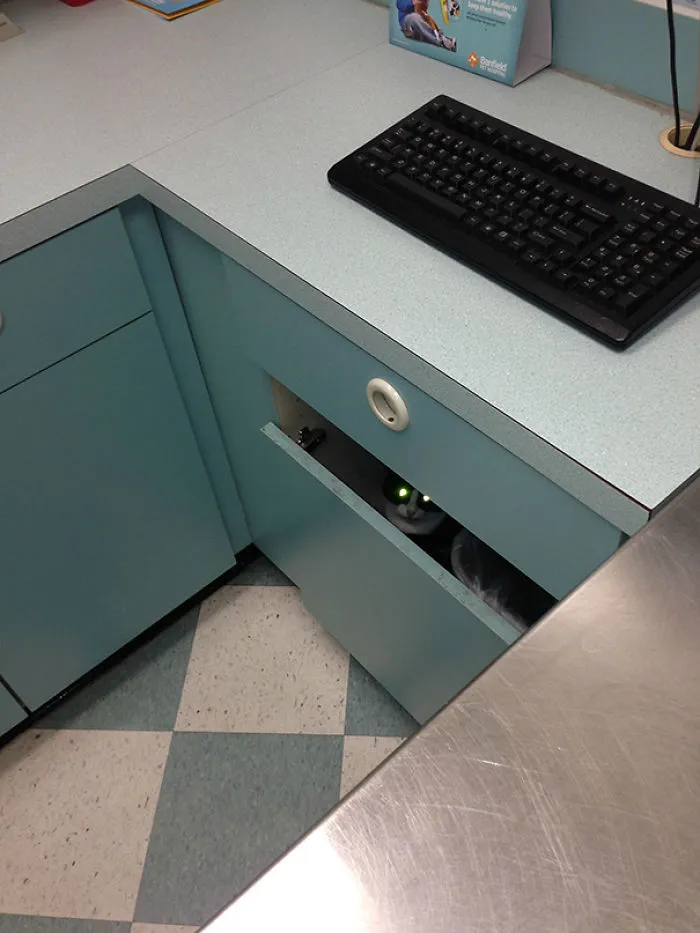 My Cat Hates The Vet