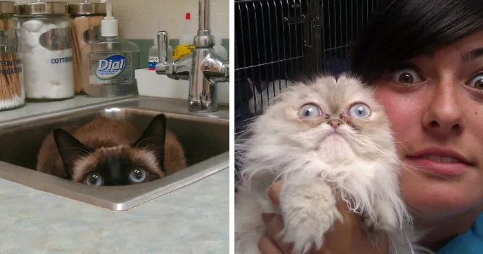 61 Cats Who Just Realized You Took Them To The Vet