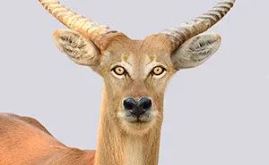 Predators Vs Prey: I Created A Funny Experiment By Swapping Animal Eyes