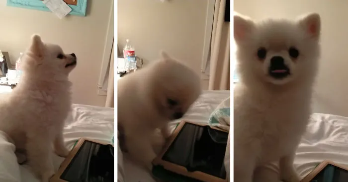 This Pomeranian Has The Cutest Sneeze You'll Ever See (Watch With Sound!)