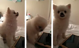 This Pomeranian Has The Cutest Sneeze You'll Ever See (Watch With Sound!)