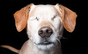 Perfect Imperfection: Photographer Documents The Beauty Of Animals With Disabilities
