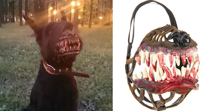 Muzzle For Walking Your Dog In The Woods