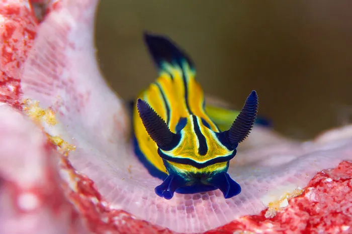 Close-up of a colorful sea slug with vibrant yellow and blue patterns underwater, showcasing alien-like features.