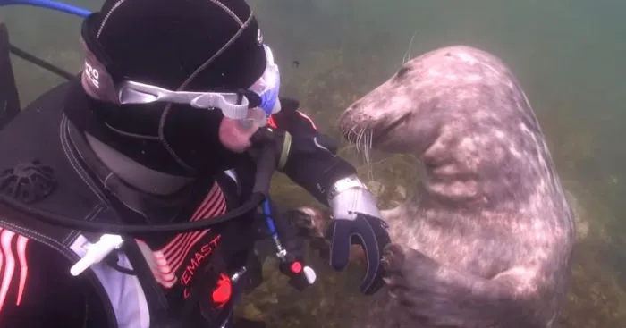 Seal Asks Diver For Belly Rub And Responds Just Like A Puppy