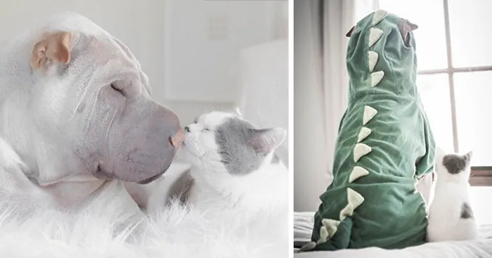 World's Most Photogenic Shar Pei And His Cat Are The Best Friends Ever