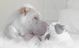 World's Most Photogenic Shar Pei And His Cat Are The Best Friends Ever