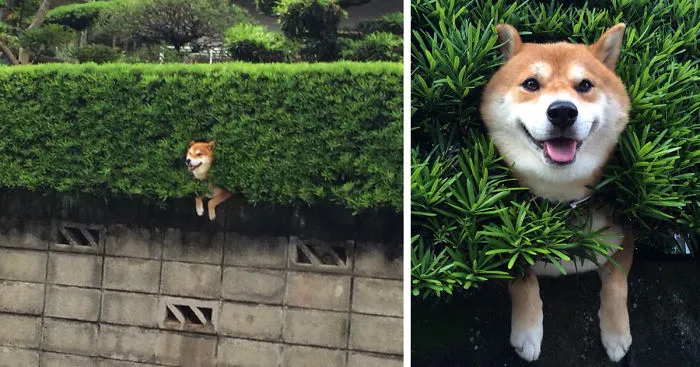 Shiba Inu Gets Stuck In Bush, Pretends Everything Is OK