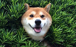 Shiba Inu Gets Stuck In Bush, Pretends Everything Is OK