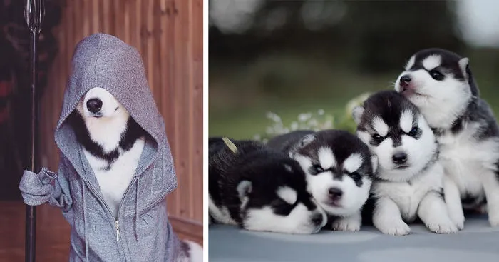 This Russian Photographer's Instagram is 100% Pure Husky