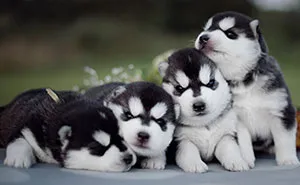This Russian Photographer's Instagram is 100% Pure Husky